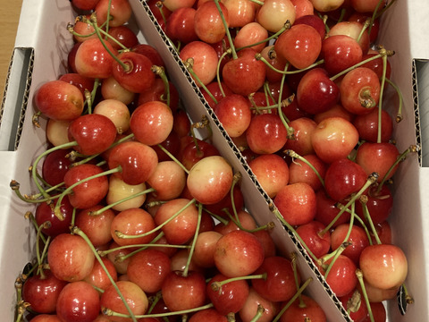 【 紅さやか 】さくらんぼ 山形県天童産 1kg 訳あり 生食 •加工用 【 5月30日順次発送🍒 】