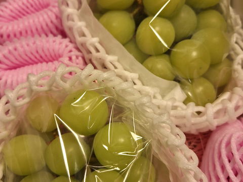 限定追加100箱【訳あり品 大ボリューム】化学肥料・除草剤不使用 山形県産 シャインマスカット 約800g～1.2kg以上　SHAW02-02