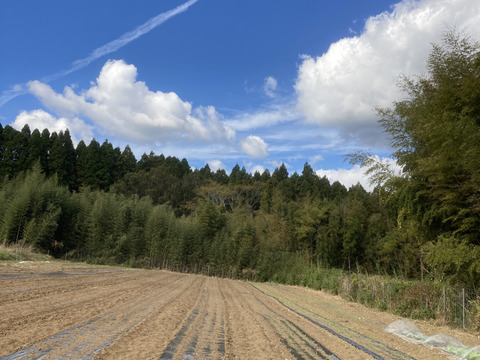 農薬・化学肥料不使用　玉ねぎ　箱込　５ｋｇ
