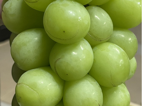 【長雨による裂果あり】シャインマスカット粒 1.5kg🟢当日収穫発送‼️ご家庭用🍇朝どれ順次発送‼️クール便のみ★離島注文不可