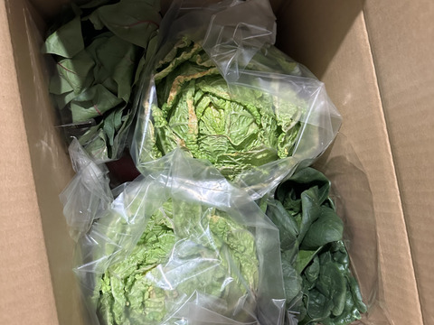 オレンジクイン白菜2玉+ほうれん草２把　【漢方栽培】