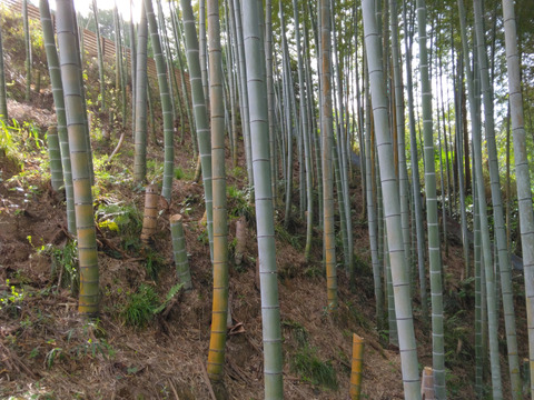 千早赤阪村産「朝掘り極上たけのこ」当日仕込み・真空水煮パック