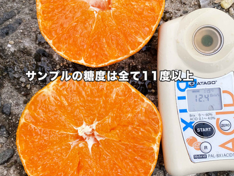 【愛媛県中島産】プチプチ甘平　サイズ混合5kg 　家庭用