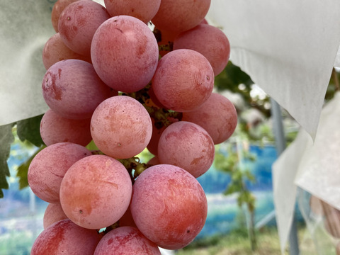 【大注目品種】とっても甘〜い　赤い宝石、クイーンニーナ1房