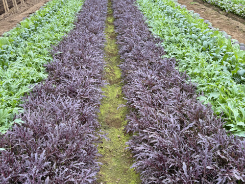 洗ってお皿に盛り付けるだけの『サラダセット』50g×10袋