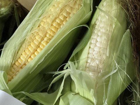 みんなでシェア(^^)どっちから食べる⁈生でもOK!!フルーツみたいなとうもろこし《恵味ゴールド》と白いとうもろこし《ピュアホワイト》