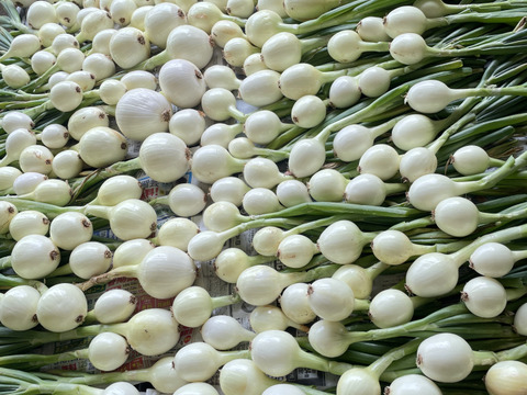 嬉しいお口コミにお答えして✨️玉ねぎネット付き【農薬不使用  玉ねぎ】3kg🧅兵庫県丹波産 米農家のこだわり有機肥料使用！化学肥料不使用 大きさいろいろ 薄皮がパラパラ落ちにくい