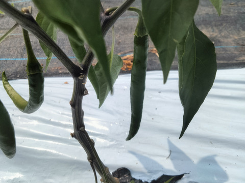 長崎県産の青唐辛子！『ホットパラソル』
たくさん食べたい人にオススメお得な1kg（約180本）