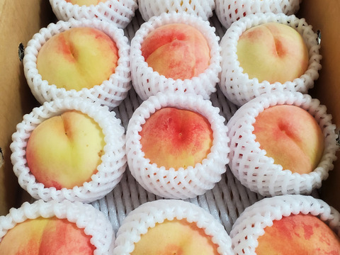 【数量限定特別価格！！！】白桃　品種おまかせ　訳あり３kg箱