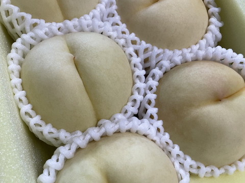 【敬老の日ギフト】【2025年・岡山の白桃・新品種☆白露】果汁たっぷりの白桃（2㎏箱）