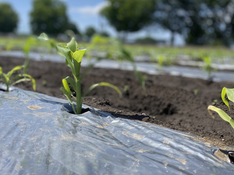 朝採り！！新鮮！栽培期間農薬不使用　ヤングコーン　約80本