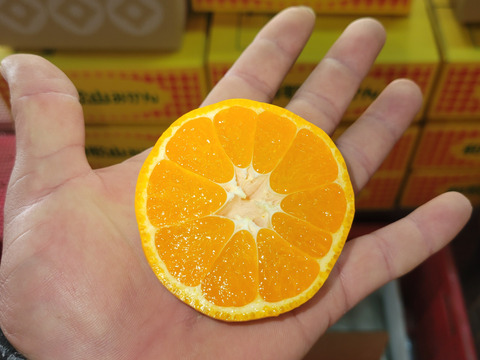 【特別栽培】和歌山県(桃山町産)　みかん【宮川早生】5kg(中みかん)