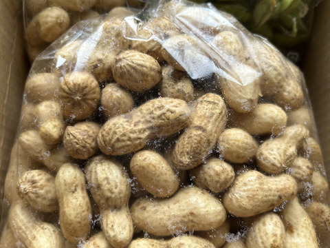 【自然栽培】この時期しか食べられない！生ジャンボ落花生1kg