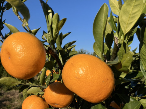 静岡県産　片山　みかん　5kg　程よい酸味