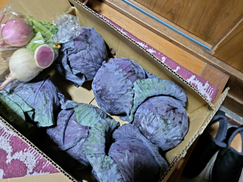 ともちゃんの紫きゃべつ６個