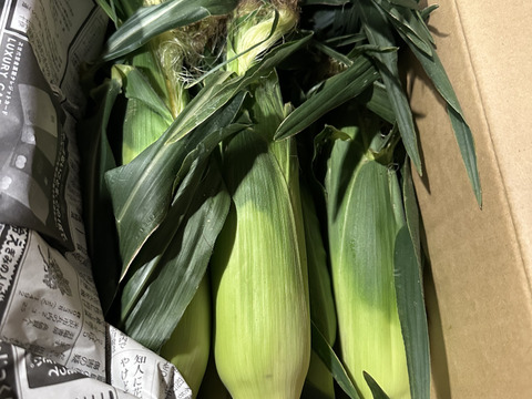 果樹農家がつくるスイートコーン「おおもの」Ｍ10本