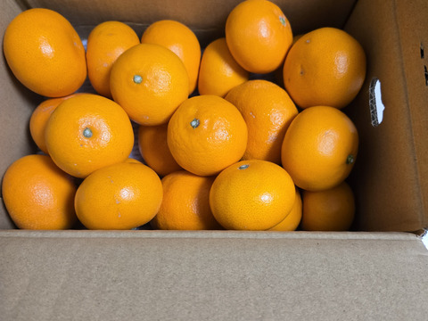 農園自慢のせとか『家庭用3キロ』