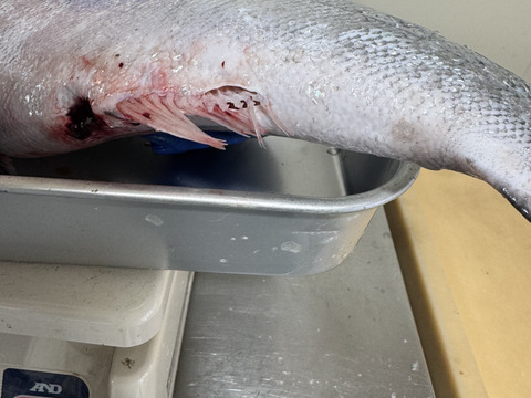 【訳あり特価】サクラマス 3.5kg前後 オマケ付き 野締め