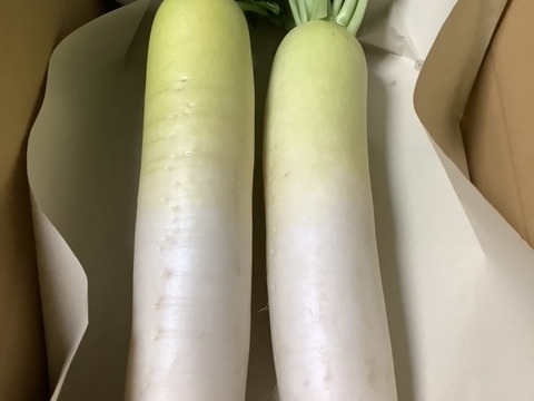 青首大根水分たっぷり冬自慢【栽培期間中農薬不使用・自然栽培】２本３～５㎏