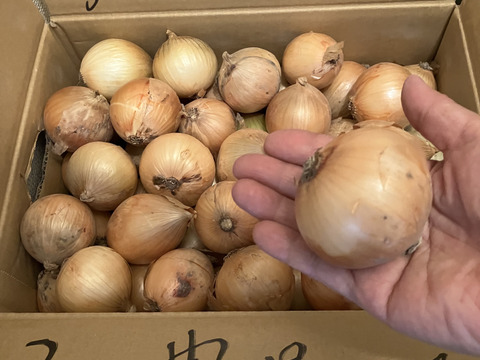《自然栽培／食品ロス／一人暮らし》 ミニでも文句なしの方限定！ 淡路島産 人に優しい 旨味「ミニ玉ねぎ」4 kg 【2020年最優秀賞受賞／2022年SDG'sエバンジェリスト認定取得】