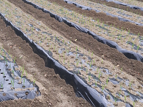 愛媛県産ニンニク嘉定種1kg