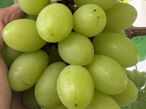 シャインマスカット系3種食べ比べ　『GREENS　グリーンズ』　500g×1P　朝採り新鮮！夏の終わりのブドウ祭り 只今２０％増量サービス中！！