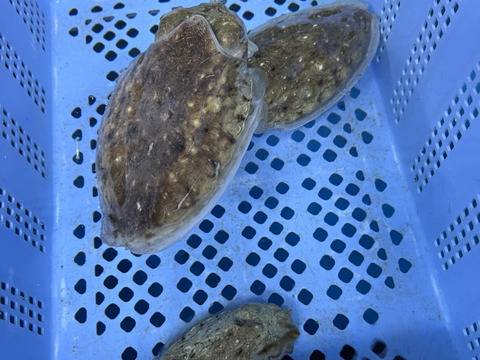 水イカ2kg！モンゴイカ1kgセット🦑