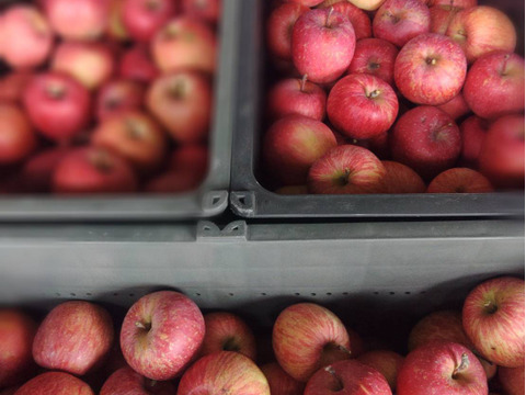 リンゴ 🍎世界のシンガポールセレブ御用達🍎最高糖度20度オーバーわずか1%の