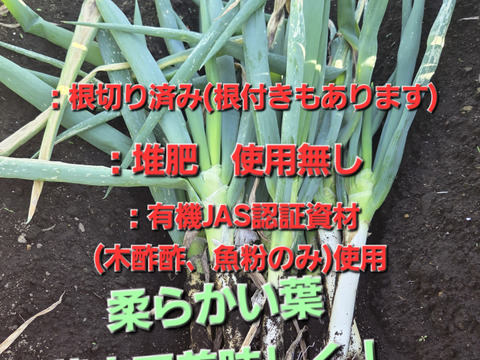 【専用箱・新鮮袋付き】堆肥、農薬無し　自然栽培ネギ　根付き　４キロ