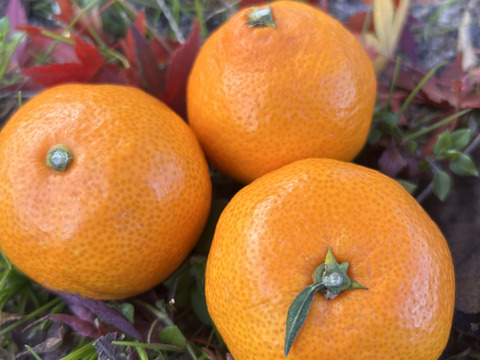 【数量限定】〈小玉・訳あり〉味が濃い！瀬戸内育ち 石地みかん５㎏｜今が最旬！！濃縮甘み✨