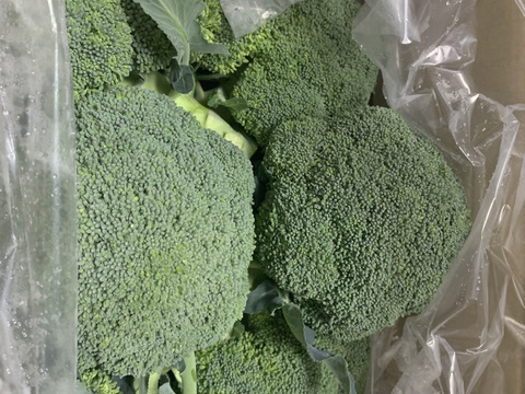 【無くなり次第終了！】クリア🥦