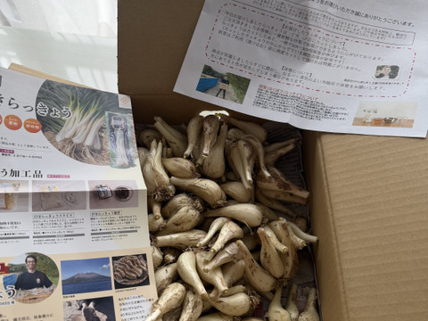 鹿児島県産！砂丘らっきょう！（漬込み用）2kg：鹿児島県産のその他