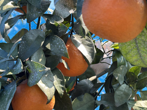 南津海　「なつみ」　約1.8kg 　ご家庭用