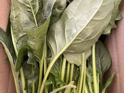 ほうれん草　１kg