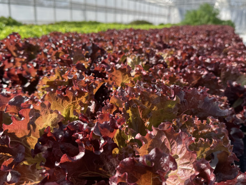 【食べ比べ２種‼️】オーガニックを超えた‼️ふわふわリーフレタス1株&超赤強サニーレタス1株セット