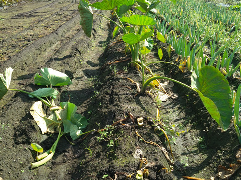 【那須高原産】ねっとり、ホクホク！里芋「石川早生」１㎏