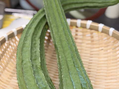 食べ比べ・4本】つくば産・農薬不使用 食用ヘチマ贅沢セット（丸ヘチマ