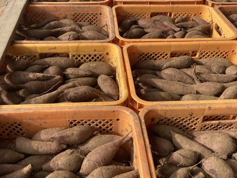 訳あり！熟成紅はるか　10kg  さつまいも