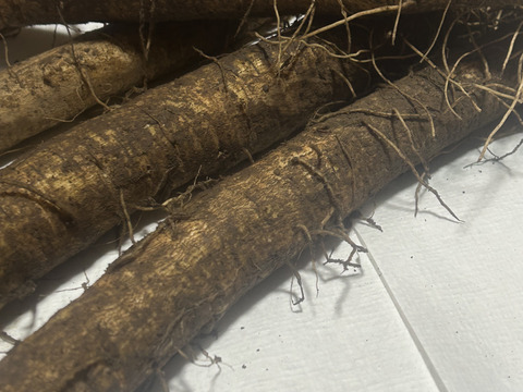 柔らかいごぼう　5kg