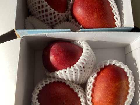 【規格外】【訳あり】とろける至福の完熟マンゴー２ｋｇ「沖縄西表島産」