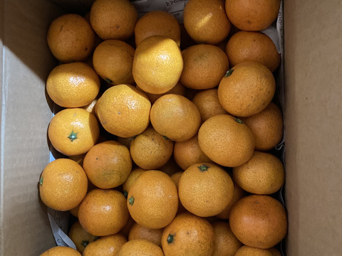 食べ始めると止まらない広島産いしじミカン 小玉 5kg