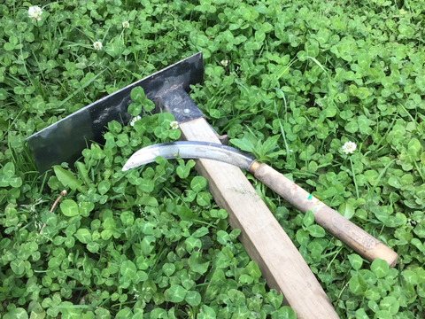 自然農で作りました！令和5年産もちきび350g