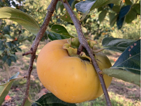 和歌山県オリジナル品種　紀州てまり【富有柿】５キロ（約15個）訳あり