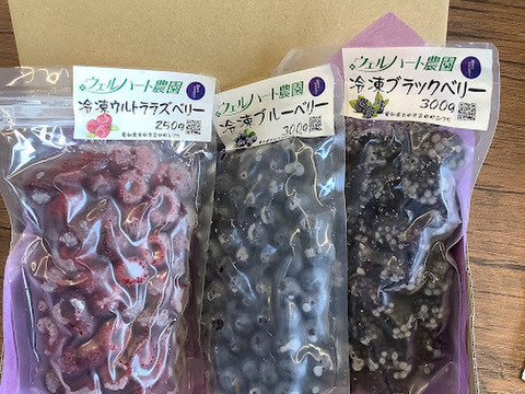 【冷凍ブルーベリー】愛知県・知多半島産　完熟ブルーベリー(2㎏) 冷凍ブルーベリー】愛知県・知多半島産 完熟ブルーベリー(2㎏)