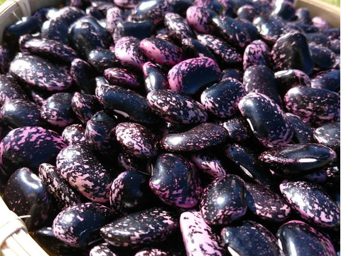使い切り！食べ応え抜群！高級豆！高原の紫花豆（150g）
