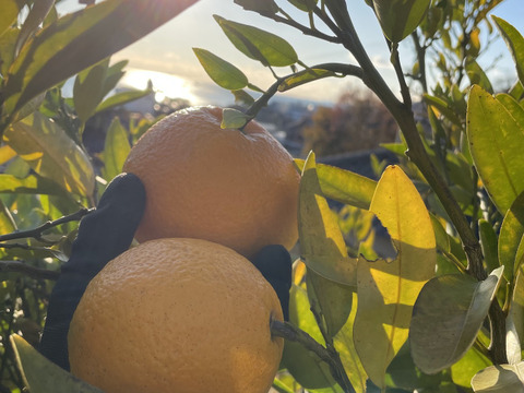 【ジャム用】香り満点！伊予柑の皮（冷凍・1kg）