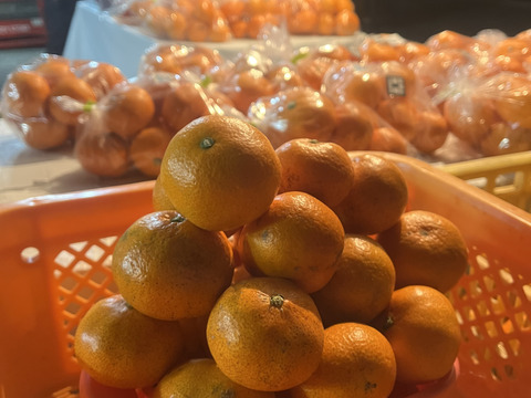 果汁たっぷり！清水の早生みかん(ご家庭用5キロ)