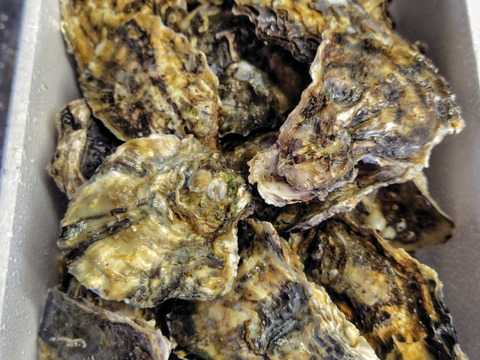 【お徳用】小粒で使いやすい京丹後・久美浜産殻付き牡蠣（加熱用）　2.4kg