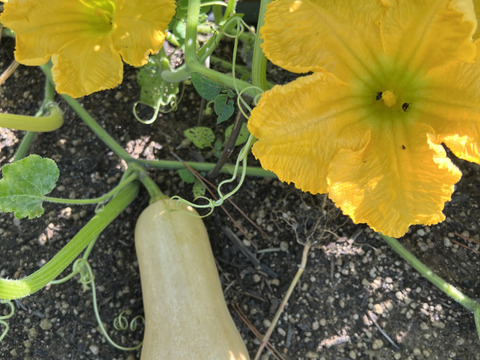 スープやグリルに💛有機バターナッツかぼちゃ🎃 2kg Organic Butter nuts squash