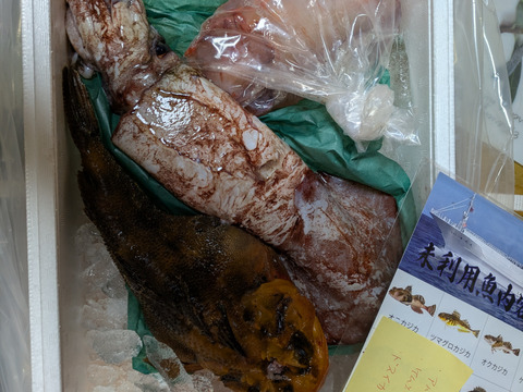 ☆YouTubeで紹介☆ へんな魚ボックス【年明け発送】魚種指定不可、お届け日指定不可の商品です